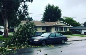 Tree fallen after storm 1(1)